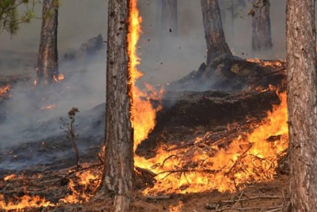 Ovaakça Dede Tepe'de Orman Yangını!