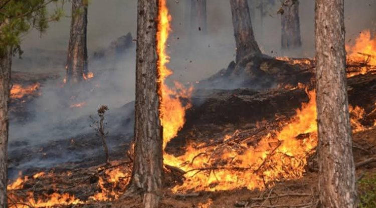Ovaakça Dede Tepe'de Orman Yangını!